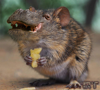 Illustration for article titled Yikes, these animal hybrids are so hilariously terrifying
